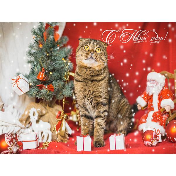 5D DIY pictură cu diamant Kit de artizanat pisică complet pătrat rotund broderie cu diamante animale cu punct de cruce Kit mozaic Decoratiuni de Crăciun