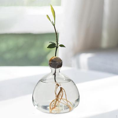 Avocado Seed Growing - Modern Glass Vase for Plant Lovers