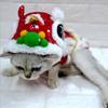 Red Dance Lion Dragon Pet Costume Gold New Year Cat Dog Clothes New Pet Warm Coat