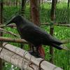 Decoracion Simulation Black Crow Raven Bird Repellent Pest Control Pigeon Repellent Garden Decoration Outdoor