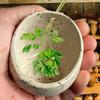 Handmade Pottery Herb Stripper Bowl 4 Holes Herb Stripper Cup Multipurpose Kitchen Gadget Different Round Hole Size for Rosemary