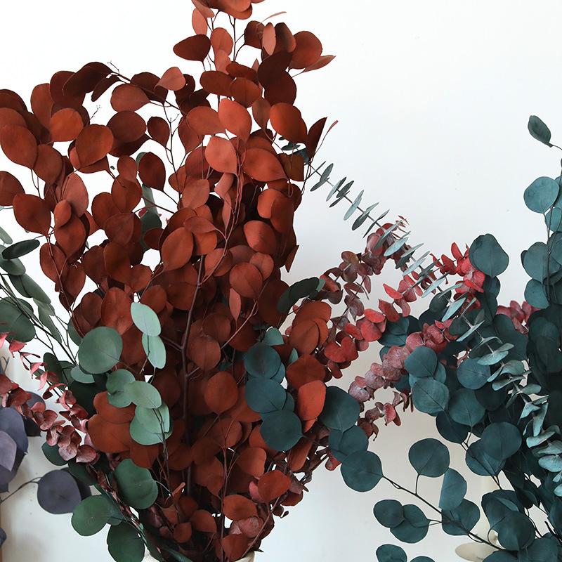 Eternal Apple Eucalyptus Millet Fruit Leaves Beauty Leaves Eucalyptus Leaves Air Dried Flowers And Leaves Multicolor Eucalyptus Leaves Home Decoration