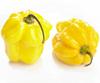 25 Seeds of Lemon Habanero Chili (Capsicum Chinense)
