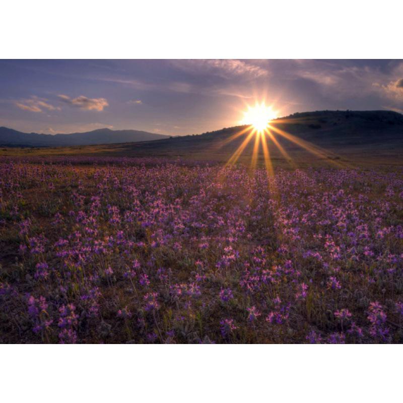 California Scenery Poster: Free Shipping in USA - Ideal for Dorm, Bedroom, Living Room, Bar, or Cafe Decor