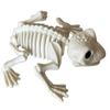 Snake Halloween Bats Skeleton Cat Halloween Animal Skeleton Skeleton Model   Bar Home Decor