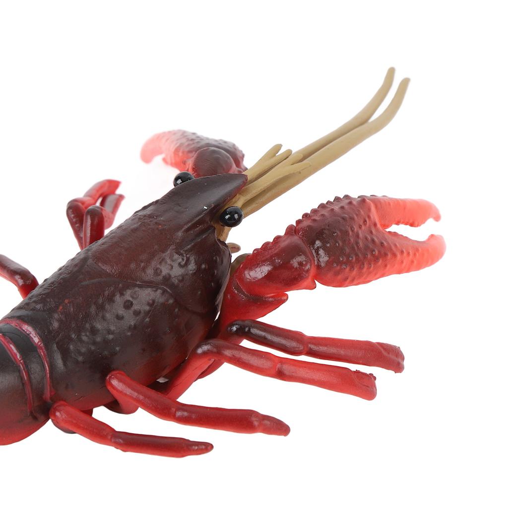 4 Pcs Lobster Life Cycle Model Set Realistic Learning Toys Growth Stage Lifelike Lobster for Home Of