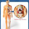 Huang Yem Human Anatomy Model, 3D Organ Model, Human Internal Organs Model with Removable Organs, Anatomical Model Set, Educational Toy for Kids, Chri
