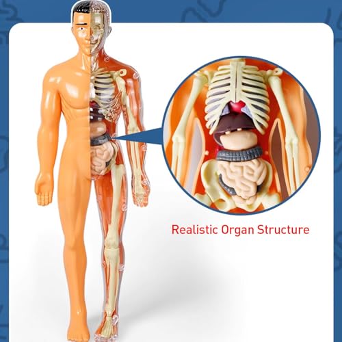Huang Yem Human Anatomy Model, 3D Organ Model, Human Internal Organs Model with Removable Organs, Anatomical Model Set, Educational Toy for Kids, Chri