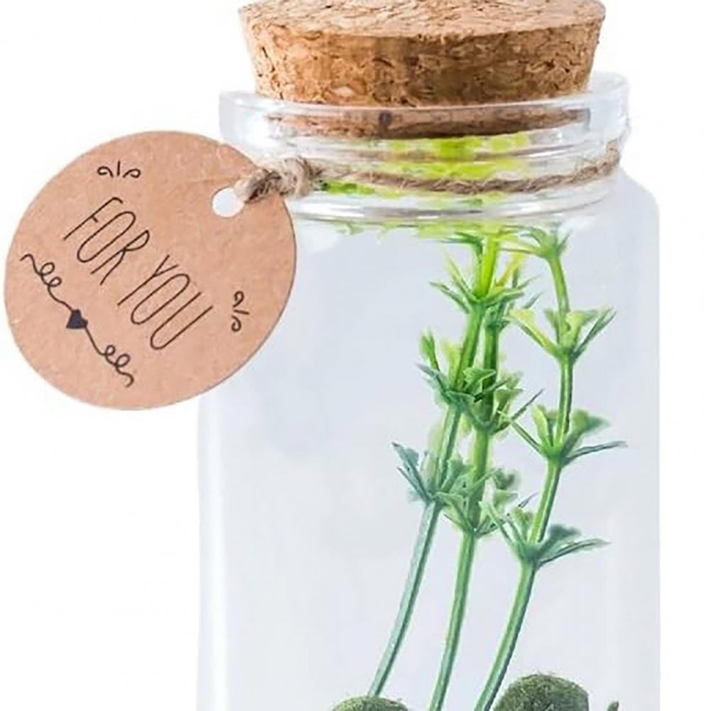 Micro Landscape Ecological Glass Bottle Terrarium Cylindrical Glass Terrarium Kit with Moss Balls Artificial Plant for Home