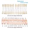 28/32pcs Dental Teeth Model For Dental Technician Practice Replacement Teeth For Nissin Models / Dental Simulator Head Model