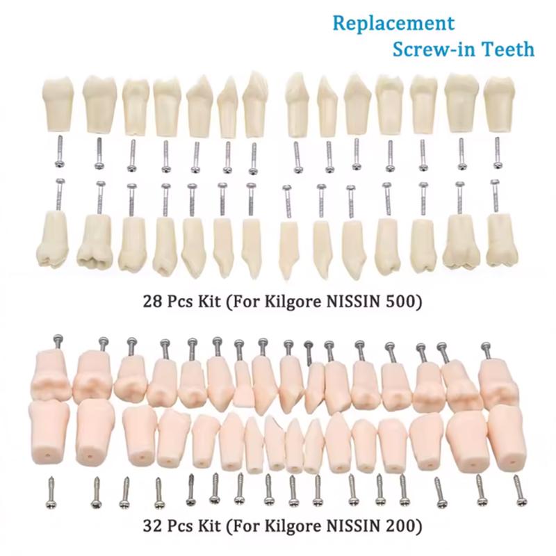28/32pcs Dental Teeth Model For Dental Technician Practice Replacement Teeth For Nissin Models / Dental Simulator Head Model