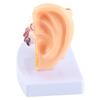 Ear Model Anatomy 1.5:1 Magnified Scientific Professional Simulation Small Human Anatomy Model
