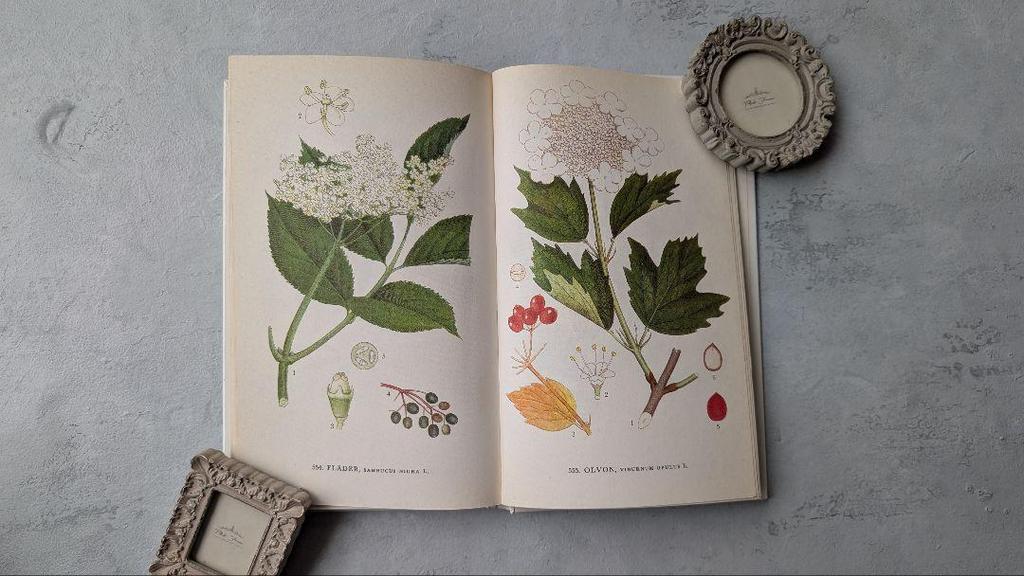 [USED] Nordens Flora, C.A.M. Lindman, Volume 8