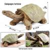 Wild Animal Model: Children's Simulation Turtle Gift Set - Tortoise Variants & Spiderweb Design.