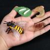 Montessori Wooden Lifelike Insect Animal Life Cycle Board Teaching Plant Animals Growth Cycle Model Set Preschool Cognitive Toy