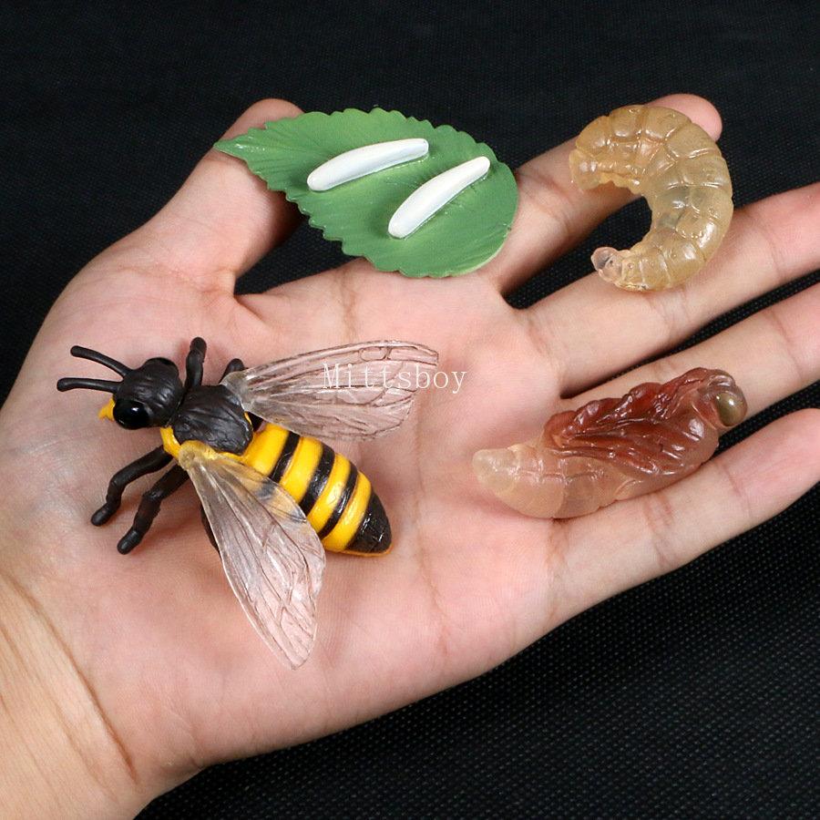 Montessori Wooden Lifelike Insect Animal Life Cycle Board Teaching Plant Animals Growth Cycle Model Set Preschool Cognitive Toy