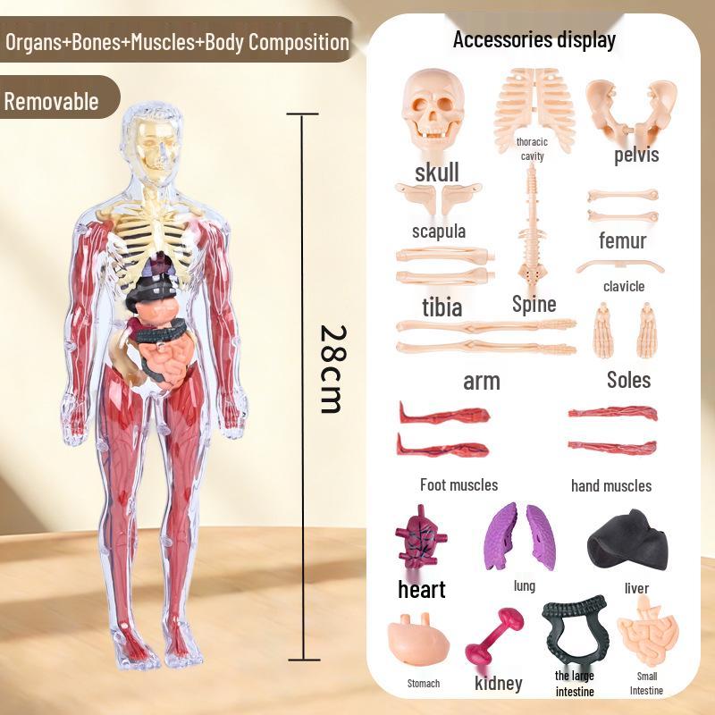 3D Educational Human Body Model with Skeleton & Organs for Kids