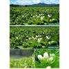 250g Organic Chinese Jasmine Green Tea Loose Leaf Premium Grade Floral Scented