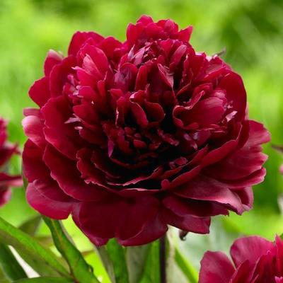 5 Graines de Pivoine QUEEN BLACK RED " - GRAINES FRAÎCHES