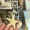 Creative Ocean-style Bag Pendants Natural Shell Decoration Keychain Fashionable Versatile Starfish Pattern Mobile Phone Pendants