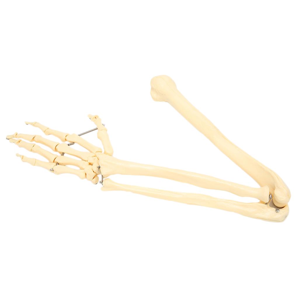 Professionelles menschliches Hand-Arm-Knochenmodell, Knochenmodell der oberen Extremitäten für Lehrdemonstrationen