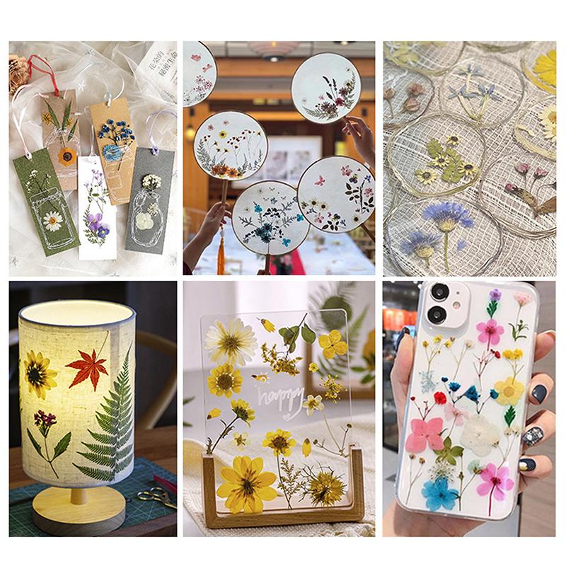 Dry Embossed Flower Diy Hand-Drop Glue Photo Frame Decorative Real Flower Plant Specimen Dried Flower Materials
