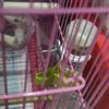 2PCS Automatic Auto Waterer For Parrots Budgies Cockatiels Safe Plastic Water Dispenser Feeder Easy Maintenances