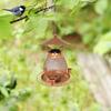 Squirrel-proof Bird Feeder Cute Bird Water Bowl Pet Supplies Parrot Feeding Station  Garden