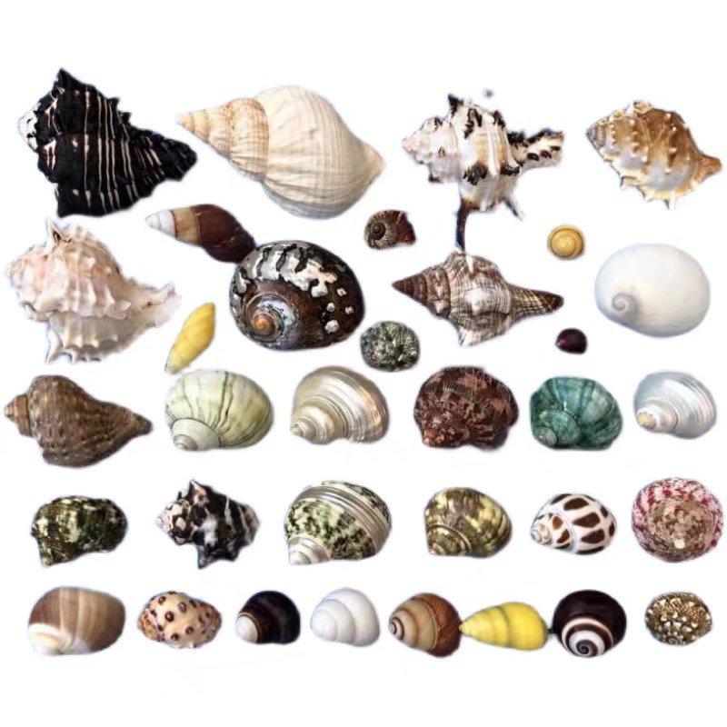 Eremitkräfta Ersättning & Snäcka Naturliga Snäckskal för Akvariumdekor