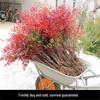 Fire Nandina Bonsai: Old Specimen Seedling for Indoor/Outdoor Use, Potted for Courtyard Garden, Living Room, or Balcony.