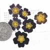 Primrose-Real Pressed Flowers Cell Phone Case for Aroma Candle Decoration, Yellow and Black, Resin, Free Shipping, 100Pcs