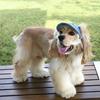 Gorra de Béisbol de Dibujos Animados para Mascotas con Agujeros para las Orejas Sombrero de Sol para Perro para Exterior con Correas Ajustables Protección UV Sombrero con Visera para Perros Pequeños Medianos Gatos