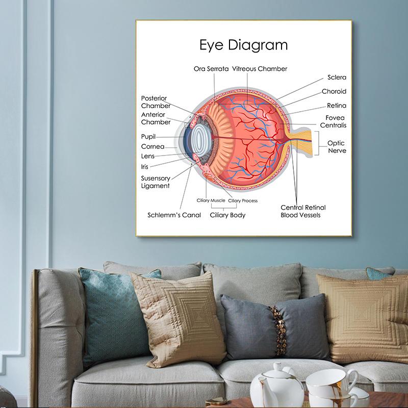 Human Organs Brain Liver Heart Anatomy Poster Print Canvas Painting Human Body Map Medical Classroom Office Room Home Decoration