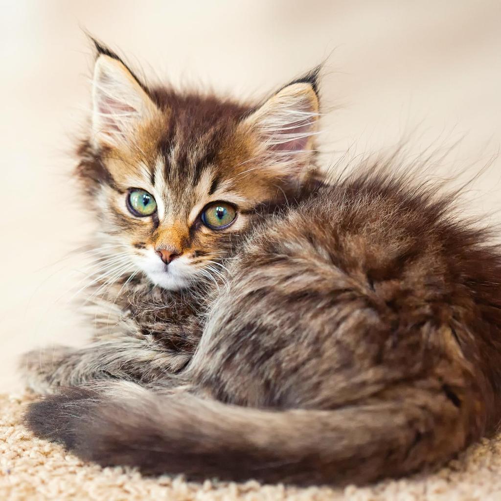Calendar 2025-2026 Cute Kittens Wall Planner, Adorable Cat Organizer, 16-Month Hanging Schedule Sep 2025–Dec 2026, 12x12 in