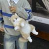 Cat Will Call Cat Plush Toy Ragdoll Cat Doll Kitten Doll Gift Sleeping Ornament Backpack