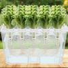 Thicken Hydroponic Box Plastic Planting Container Practical Germination Tray  Indoor Gardening