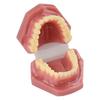 Neues Dental-Erwachsenenmodell Harz Normale Zahnmedizin Medizinisches Zahnmodell Studieren Lehren Bildung Mund-Zahn-Produkte