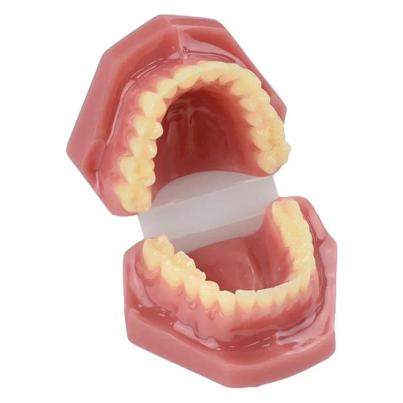 Neues Dental-Erwachsenenmodell Harz Normale Zahnmedizin Medizinisches Zahnmodell Studieren Lehren Bildung Mund-Zahn-Produkte