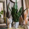 1 Stück Sansevieria Gartenblätter Büro Künstlich Tiger Piran Zuhause Tropisch Laden Dekor Falsche Pflanzen Echte Haptik Kunststoff