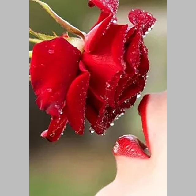 DIY 5D Diamond Painting Bright Roses Diamond Mosaic Cross Stitch Kits Home Decoration Full Round Diamond Embroidery