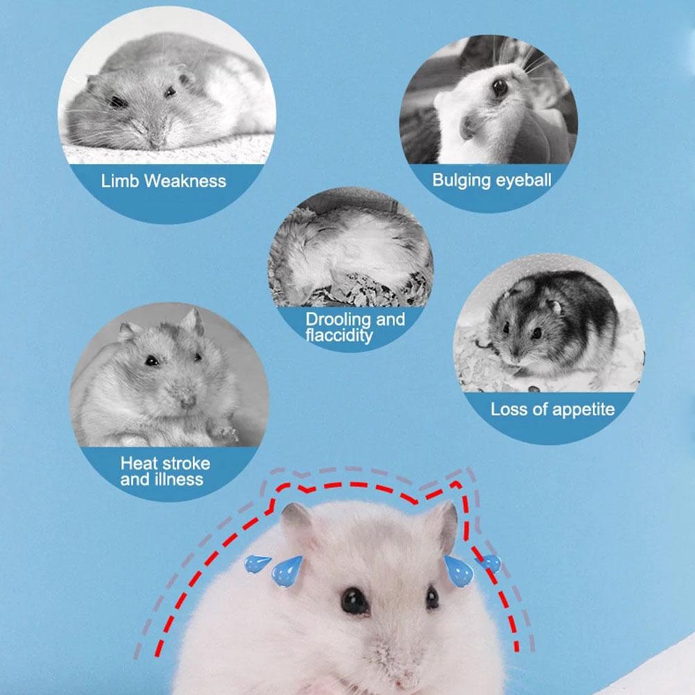 Igloo Hamsterbo Sommarkylande Bo Gyllene Björn Hamster Sovbo Luftkonditionering Sommarskydd Litet Hus Sovande