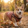 Reflective Dog Cotton Jacket Adjustable Back Pet Down Coat Fashion Puppy Clothes  Snow Activities