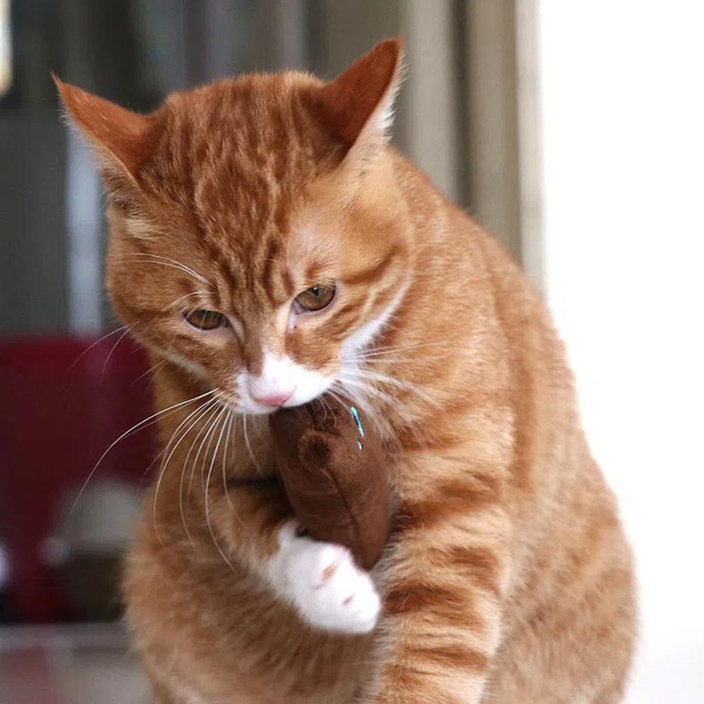 Resistant Catnip Toys For Cats,Catnip Filled Cartoon Mice Cat Teething Chew Toy (Multicolored)