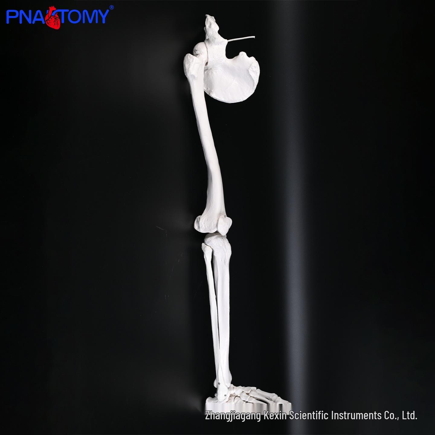Right Lower Limb and Pelvis Bone Model with Labeling for Orthopedic Anatomy Training PNT-0183R