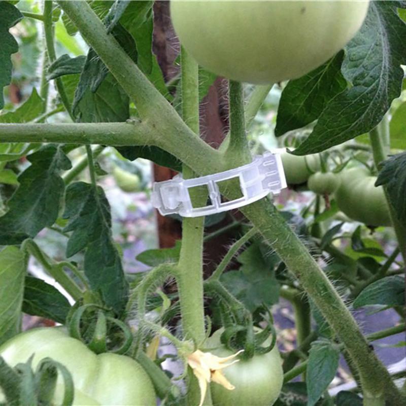 100 Pcs Plastic Plant Clips For Climbing Plants Clear Plant Fixing Clip Tomato Trellis Clips Plant Support Clips Vine Fixing Clip