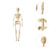 Anatomy Learning Tool for Classroom Use Featuring Removable Organ Parts