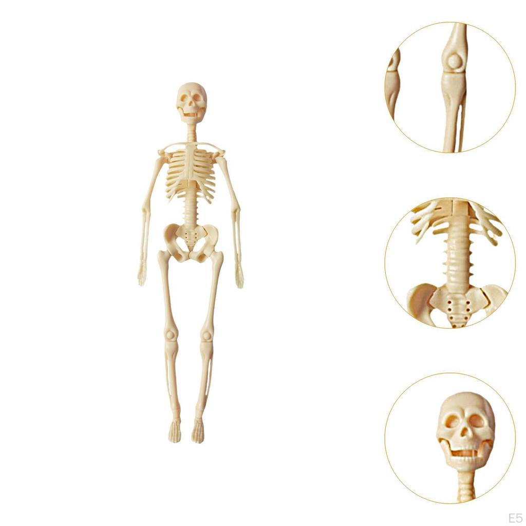 Anatomy Learning Tool for Classroom Use Featuring Removable Organ Parts