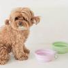Hanging Dog Pet Folding Silicone Bowl Outdoor Travel Portable Food Water Container Feeding Tray Bowl Macaron Color Pet Supplies