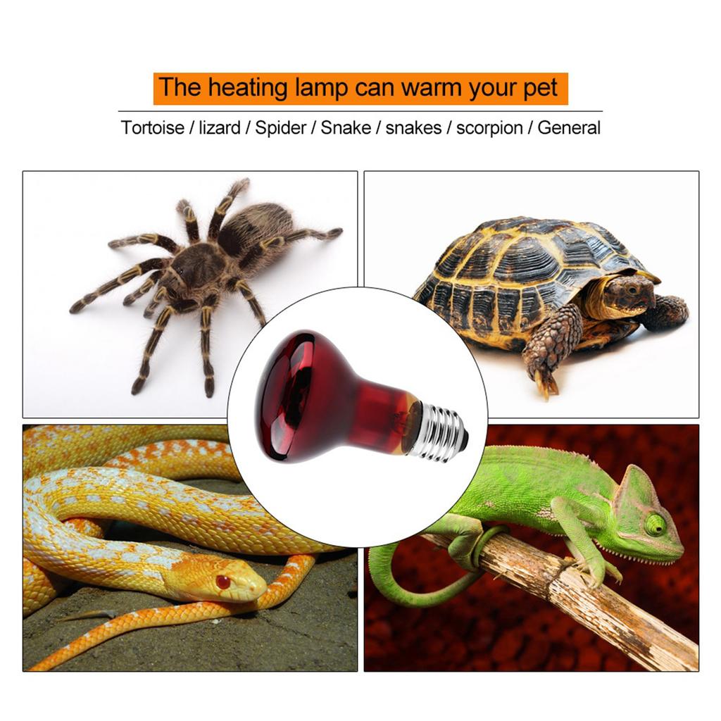 Lampada riscaldante a infrarossi resistente, ideale per rettili e altri animali domestici.(25W)