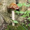 4PCS Realistic Pottery Sculpture Mini Garden Landscape Statue Fairy Mushroom  Flower Pot Decoration